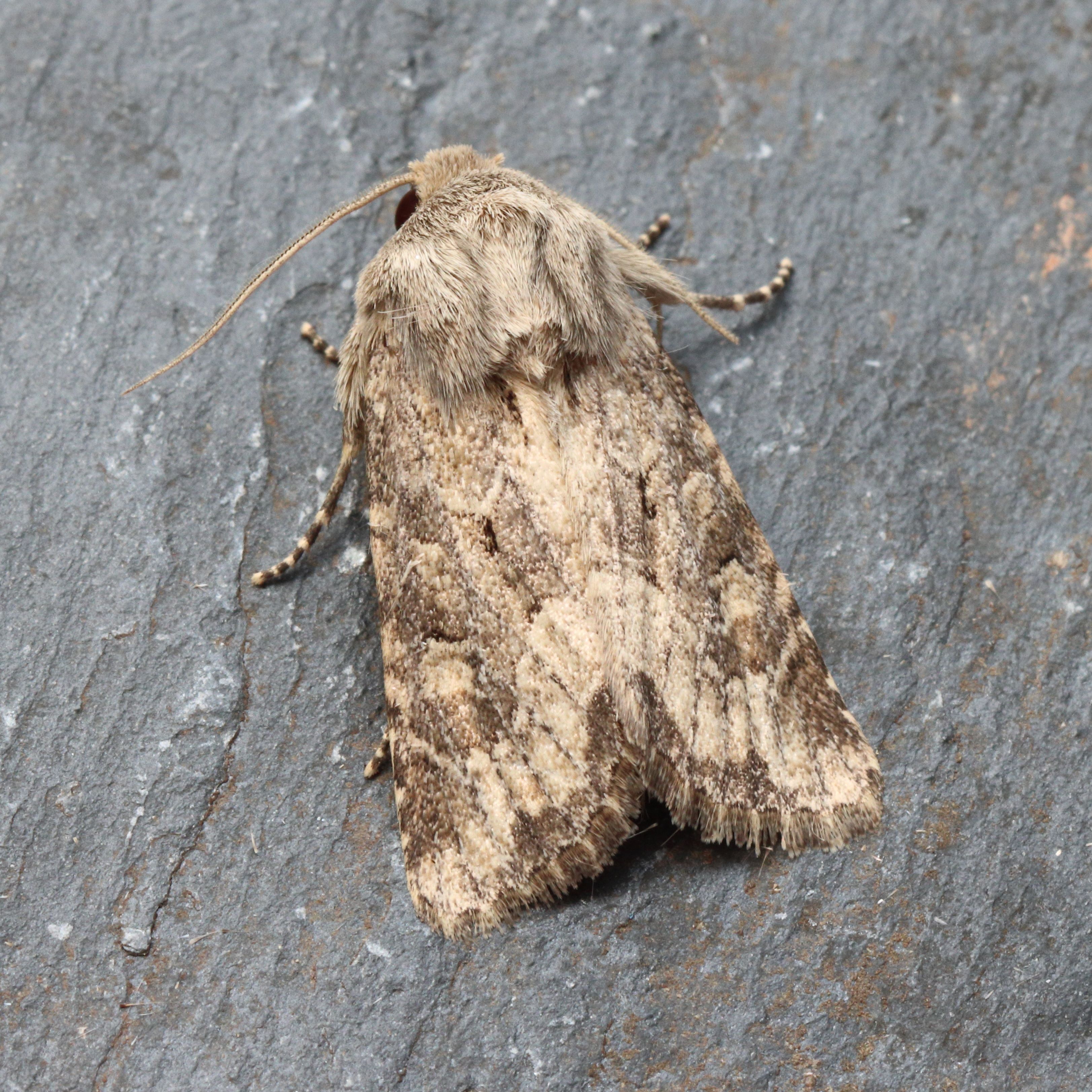 Photo of Flounced Rustic (Luperina testacea)